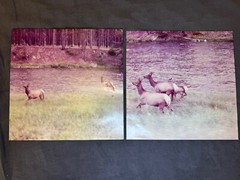 Seahaven- Ghost/Acoustic (2011 EP) 12” Blue Marble Vinyl. Run For Cover Records